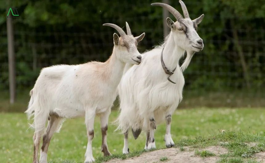 ất mùi 1955 bao nhiêu tuổi