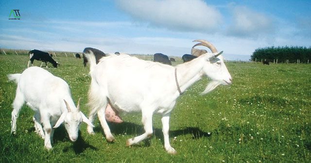 ất mùi 1955 bao nhiêu tuổi