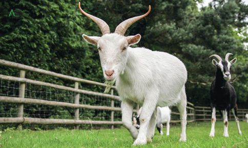 ất mùi 1955 bao nhiêu tuổi