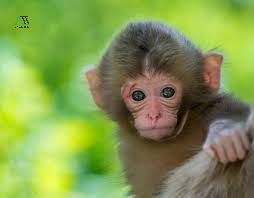 canh thân 1980 mệnh gì