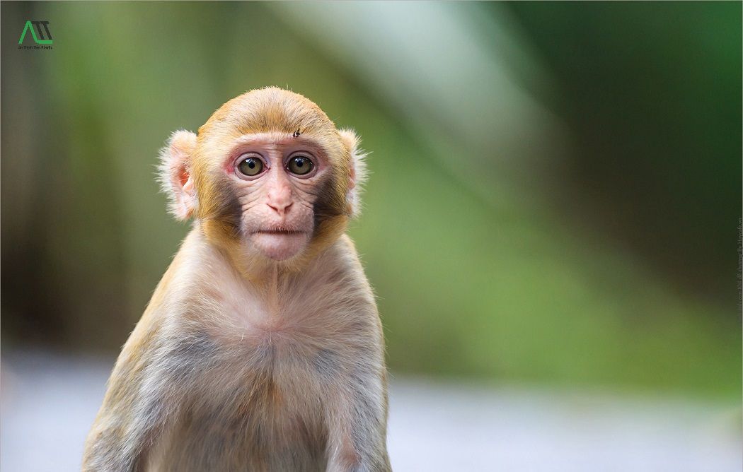 canh thân 1980 mệnh gì