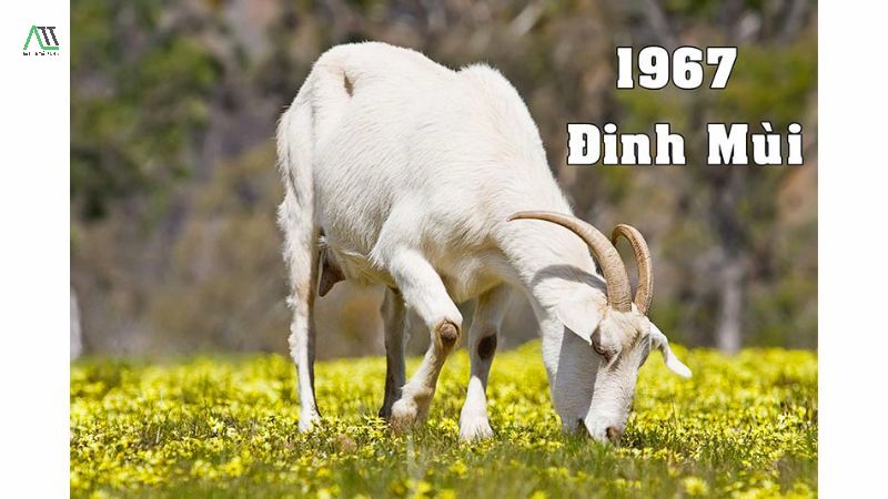 con dê là tuổi gì