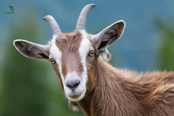 con dê là tuổi gì