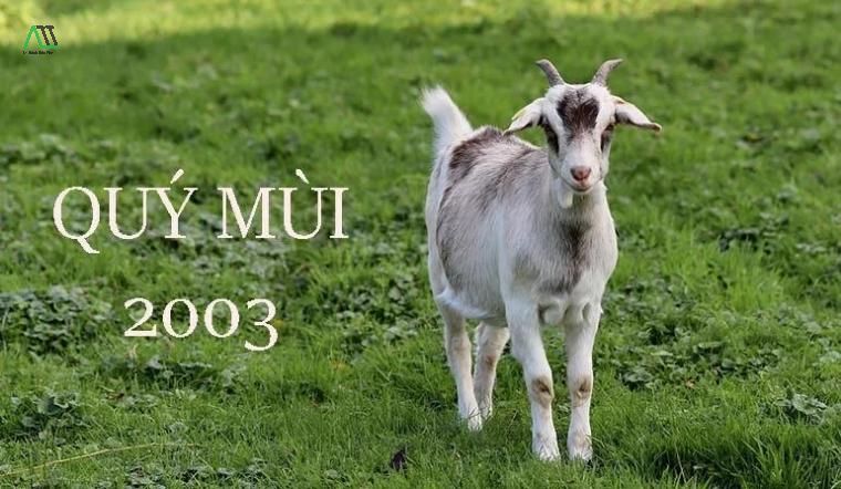 con dê là tuổi gì