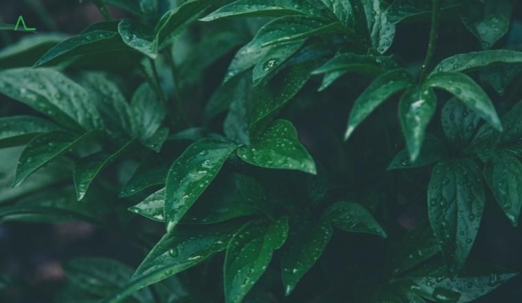 ý nghĩa của màu xanh lá cây