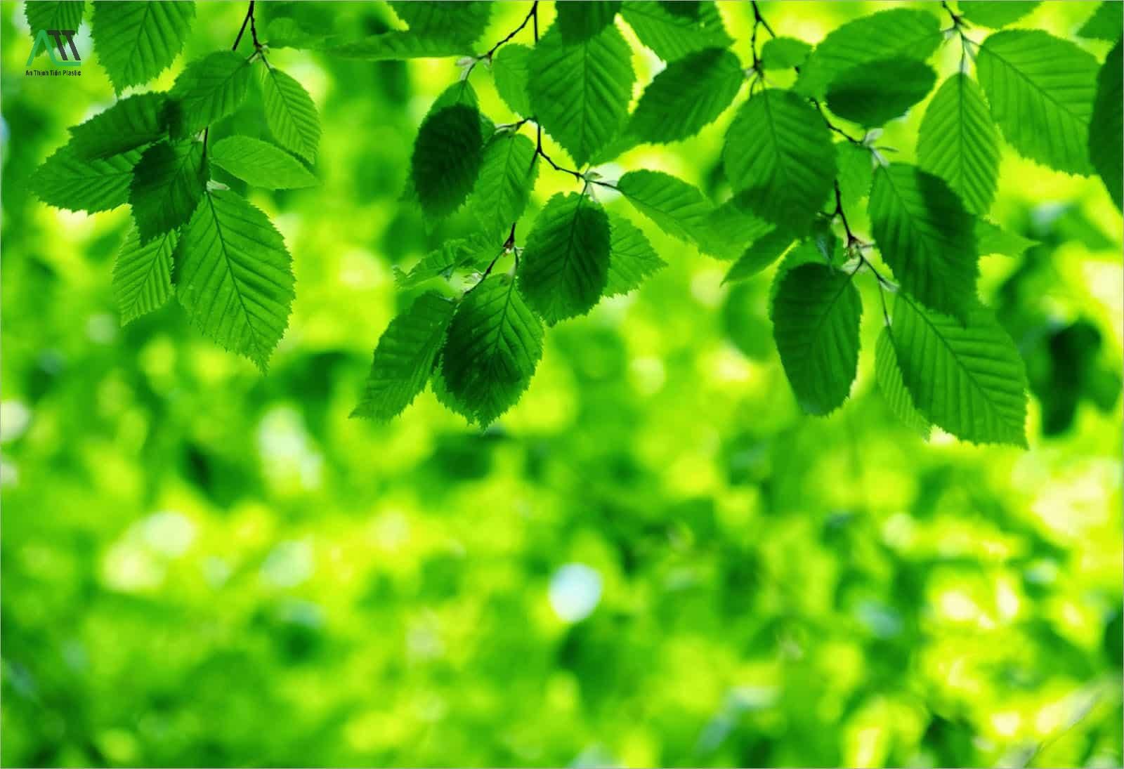 ý nghĩa của màu xanh lá cây