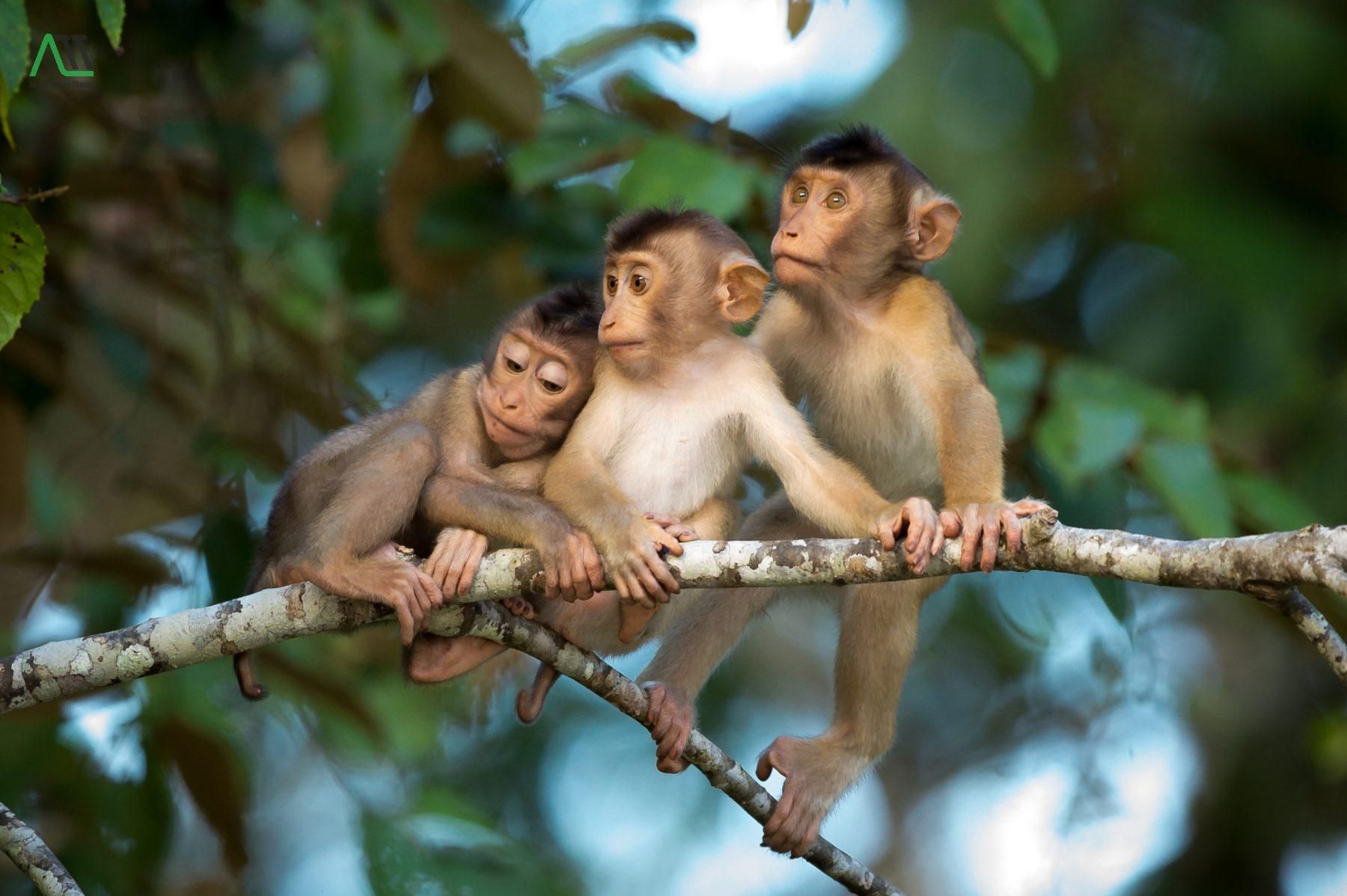 1992 hợp xe màu gì