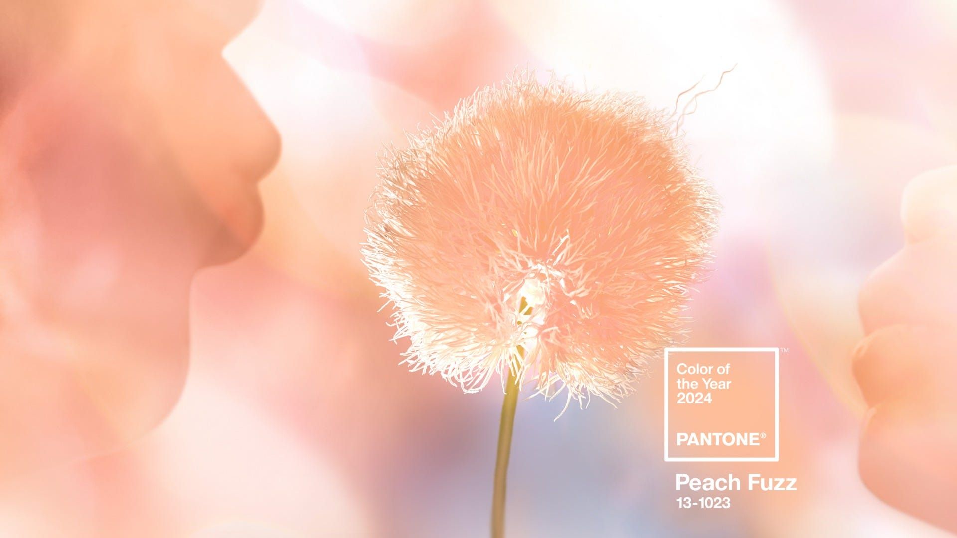 Peach Fuzz - xu hướng màu của năm 2024