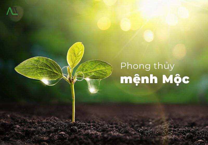 mệnh mộc ốp tường nhà màu gì