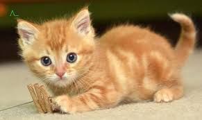 nam sinh năm 1963 mệnh gì