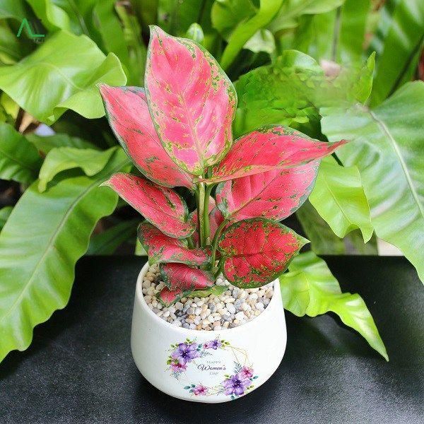 phong thủy nhà ở cho người mệnh hỏa