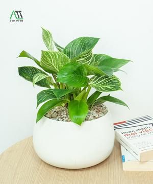 phong thủy nhà ở cho người mệnh mộc