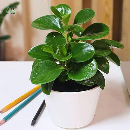 phong thủy nhà ở cho người mệnh mộc