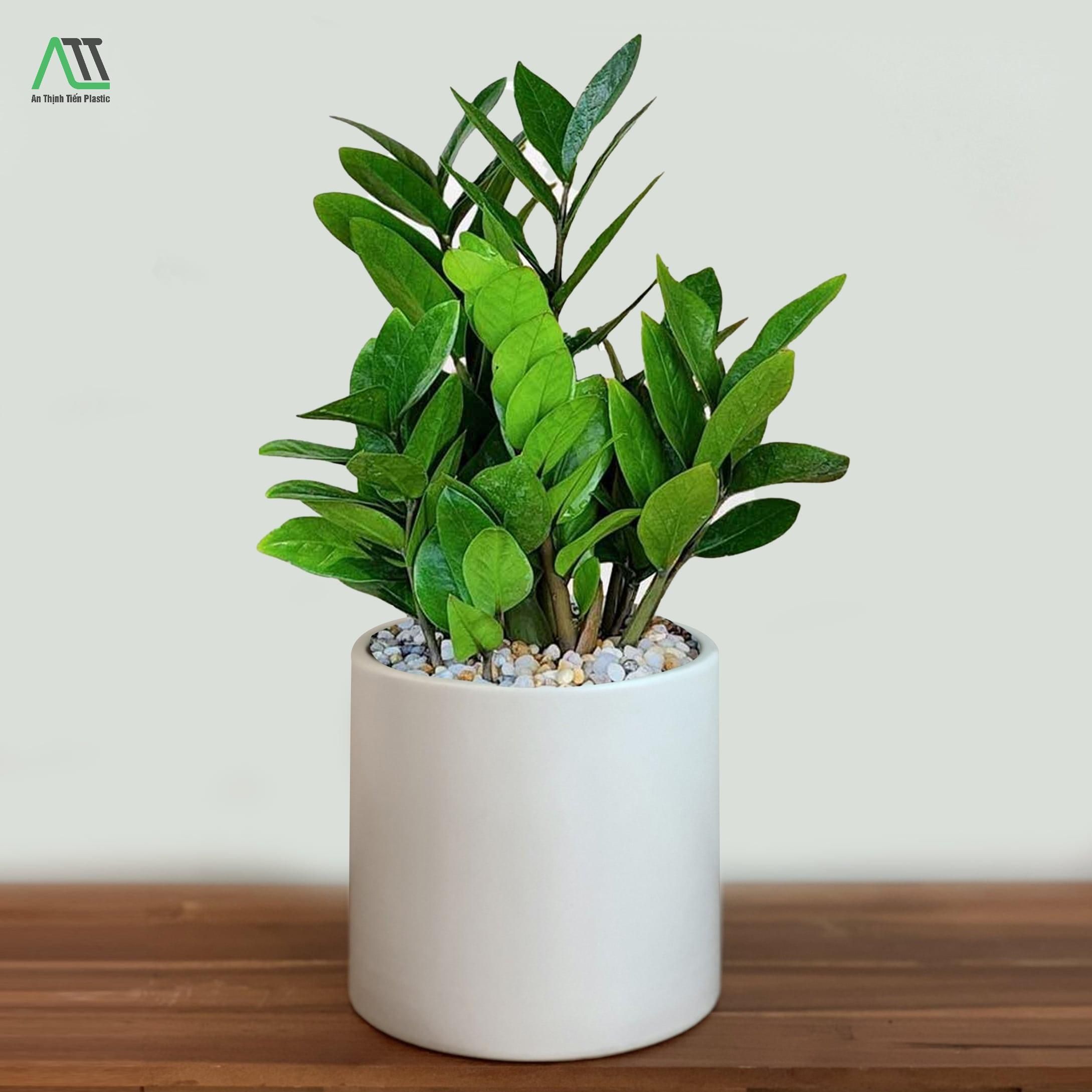 phong thủy nhà ở cho người mệnh mộc