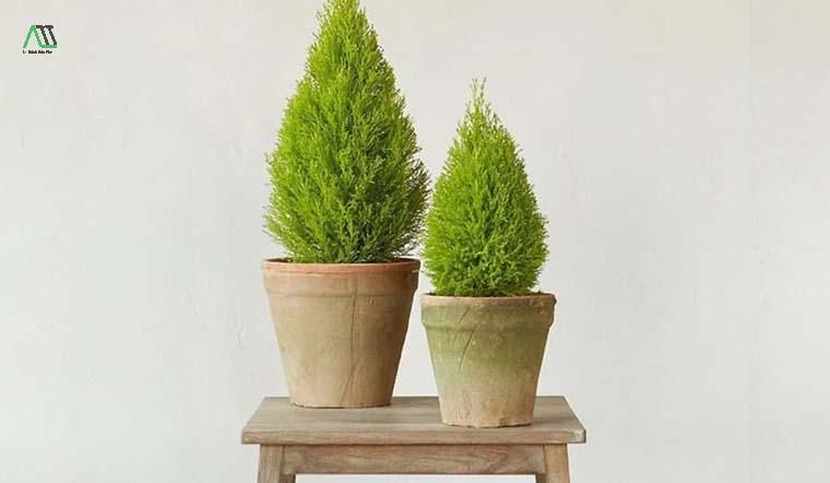 phong thủy nhà ở cho người mệnh mộc