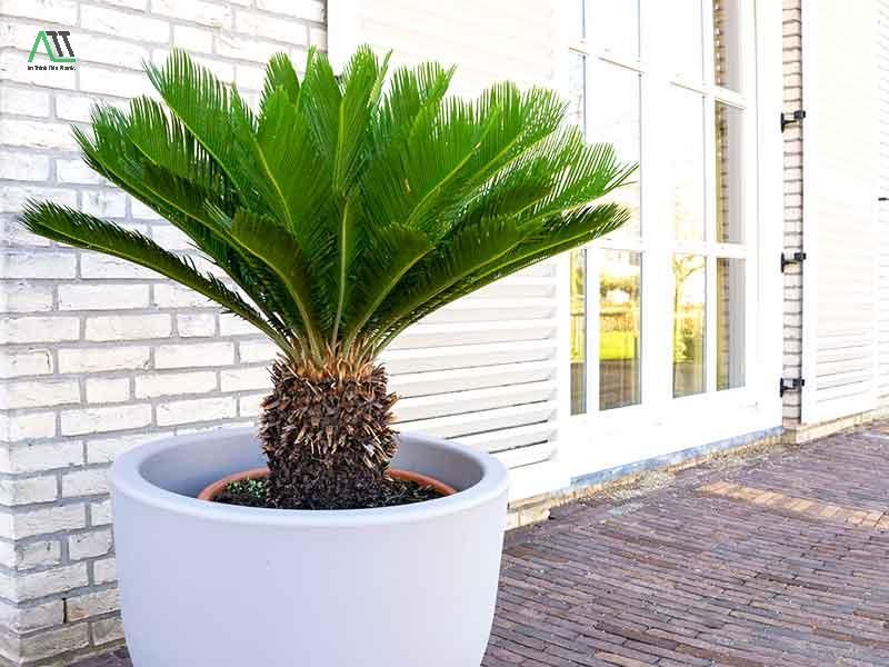 phong thủy nhà ở cho người mệnh Thổ