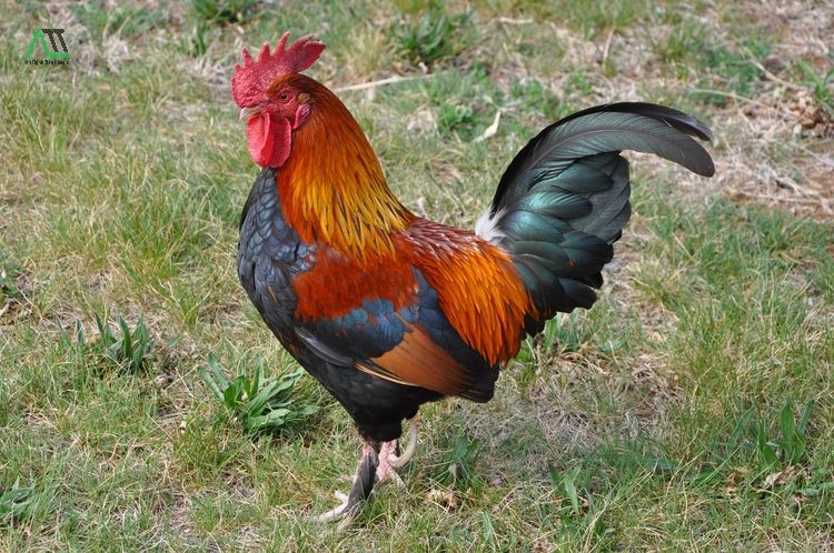 tân dậu 1981 hợp màu gì