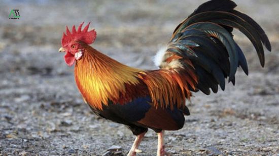 tuổi dậu 1957 nữ mạng