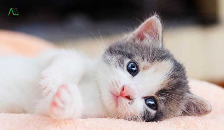 Tuổi Mão sinh năm bao nhiêu