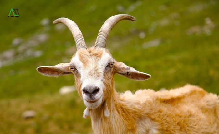 tuổi Mùi năm 2026 hợp màu gì