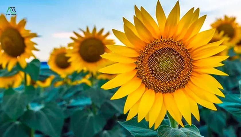 ý nghĩa của màu vàng