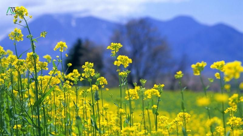 ý nghĩa của màu vàng