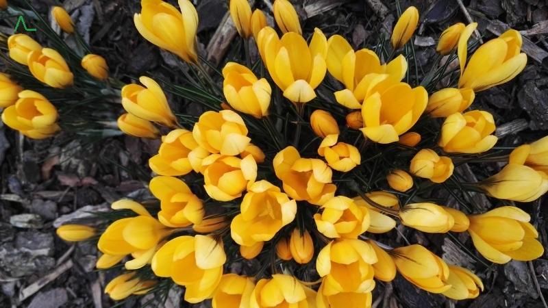 ý nghĩa của màu vàng