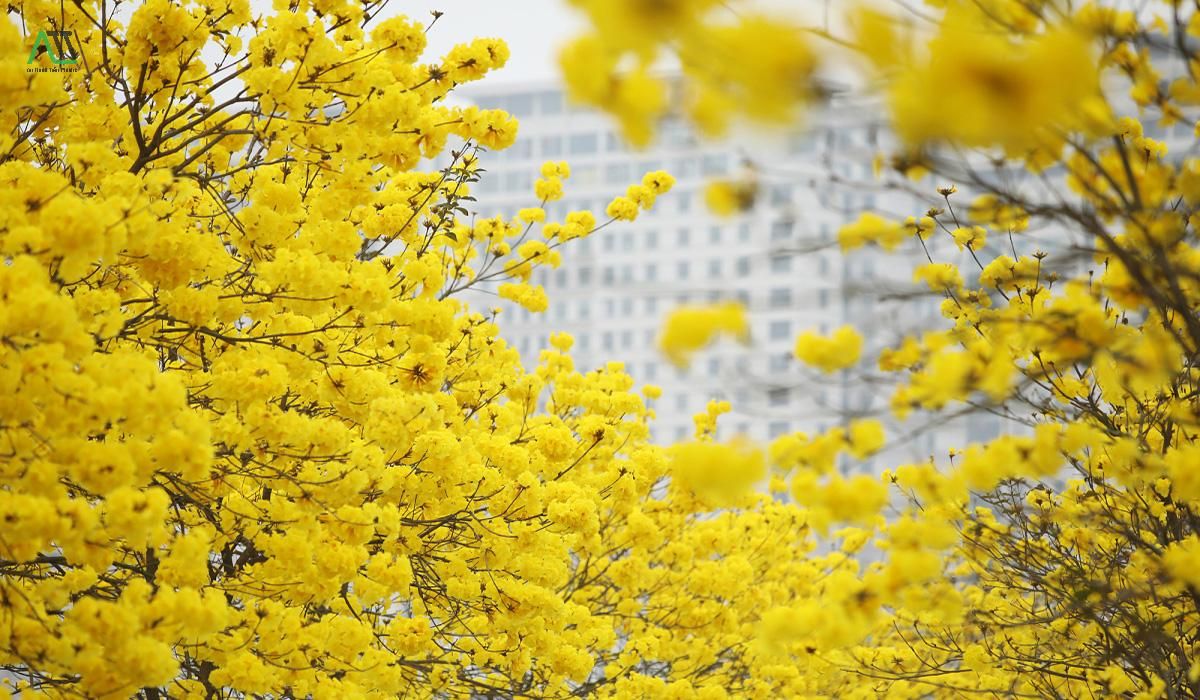 ý nghĩa của màu vàng