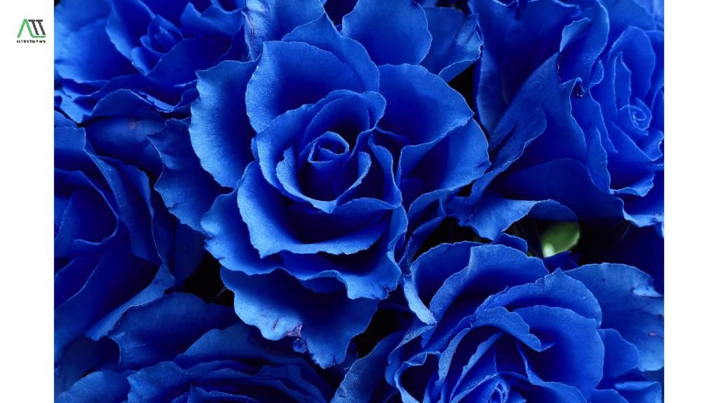 ý nghĩa của màu xanh dương