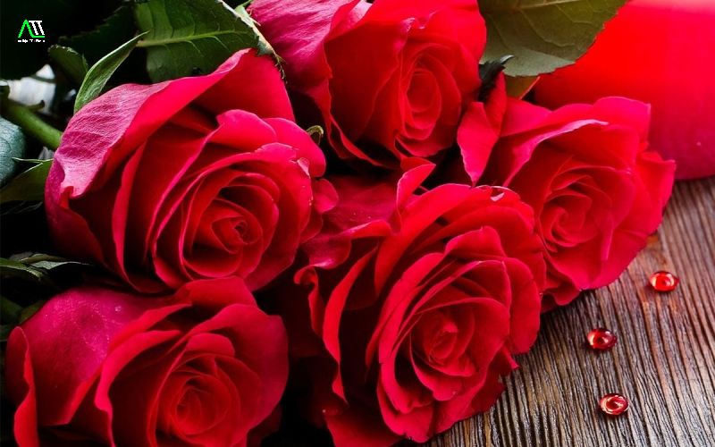 Màu đỏ tượng trưng cho điều gì?