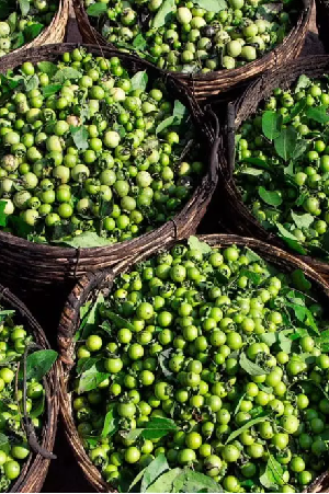 Nhựa trái nưa làm nên nhan sắc của lãnh Mỹ A