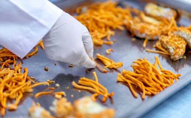 Đông Trùng Hạ Thảo Sấy Thăng Hoa – Cẩn Trọng Điều Gì Khi Dùng Để Tránh Tác Dụng Phụ?