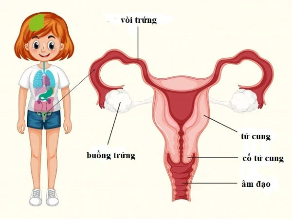 Phụ nữ có thể "chịu" được bao nhiêu cm? Góc nhìn khoa học về cấu tạo cơ thể và sức khỏe sinh lý