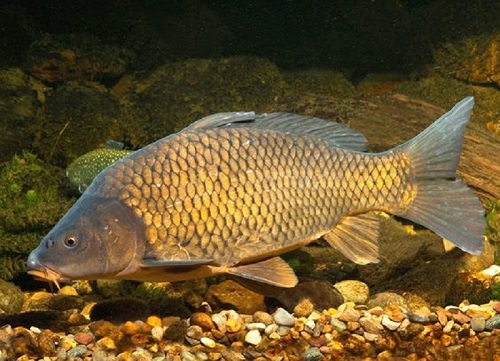 Một trong những loài cá Chép sống tại Việt Nam