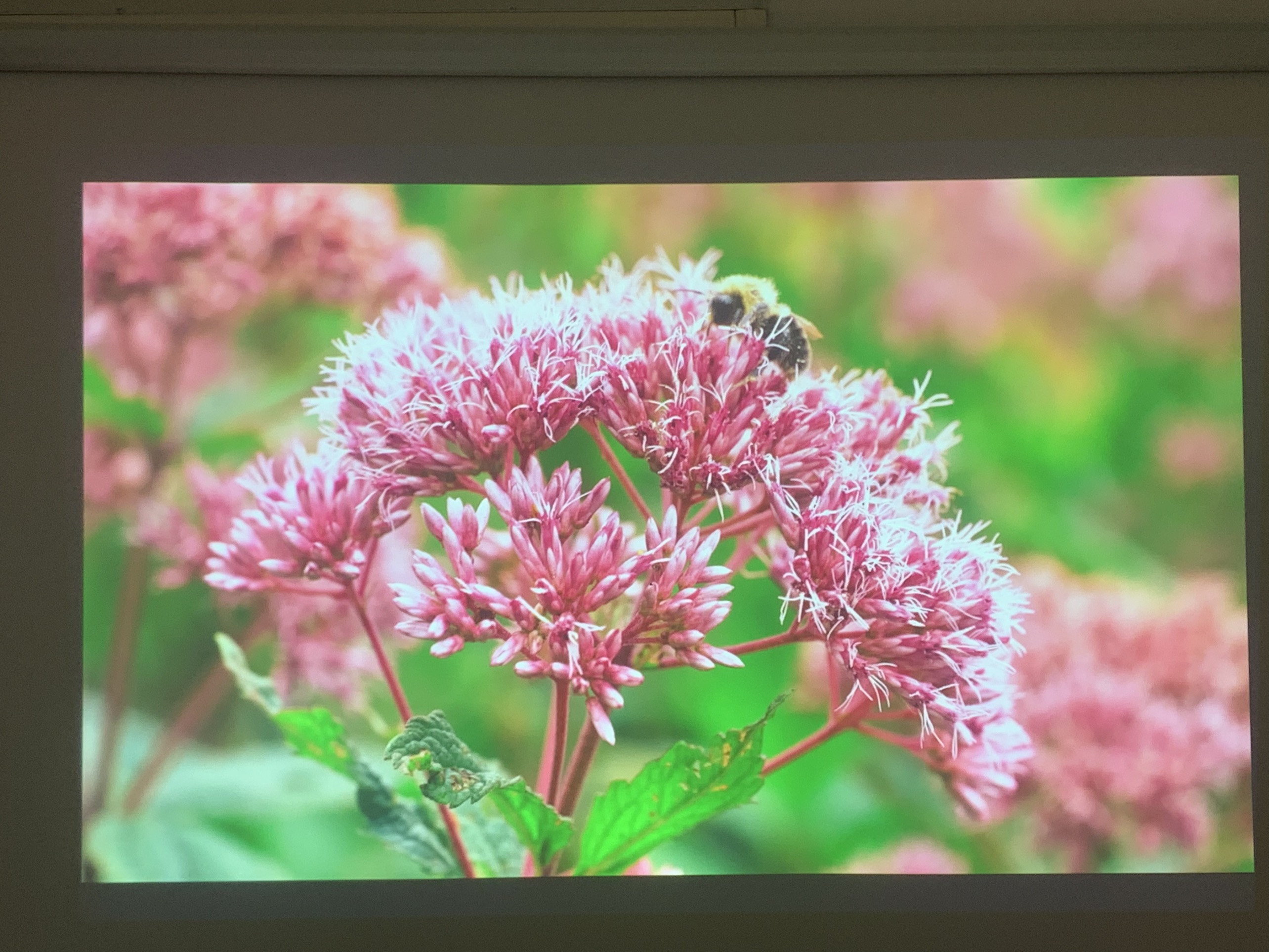 Máy chiếu cũ Epson EB-990U giá rẻ