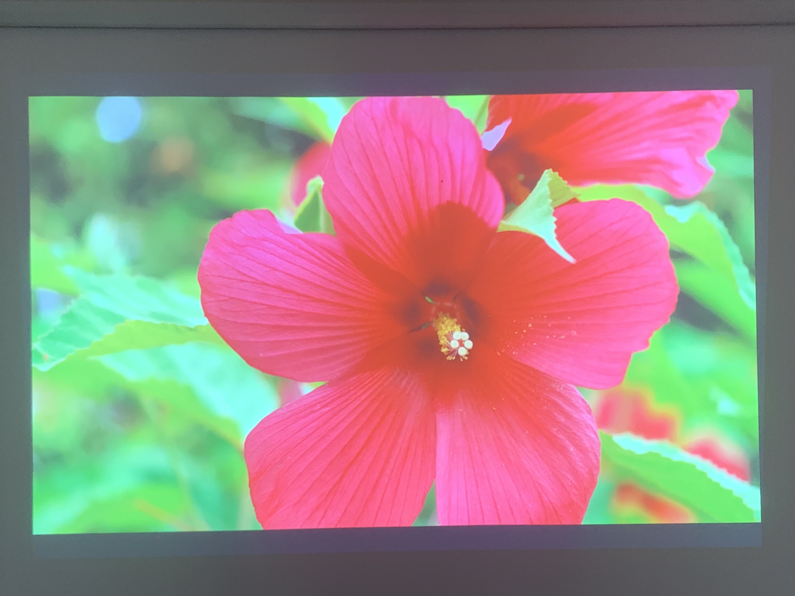 Máy chiếu cũ Epson EB-990U giá rẻ