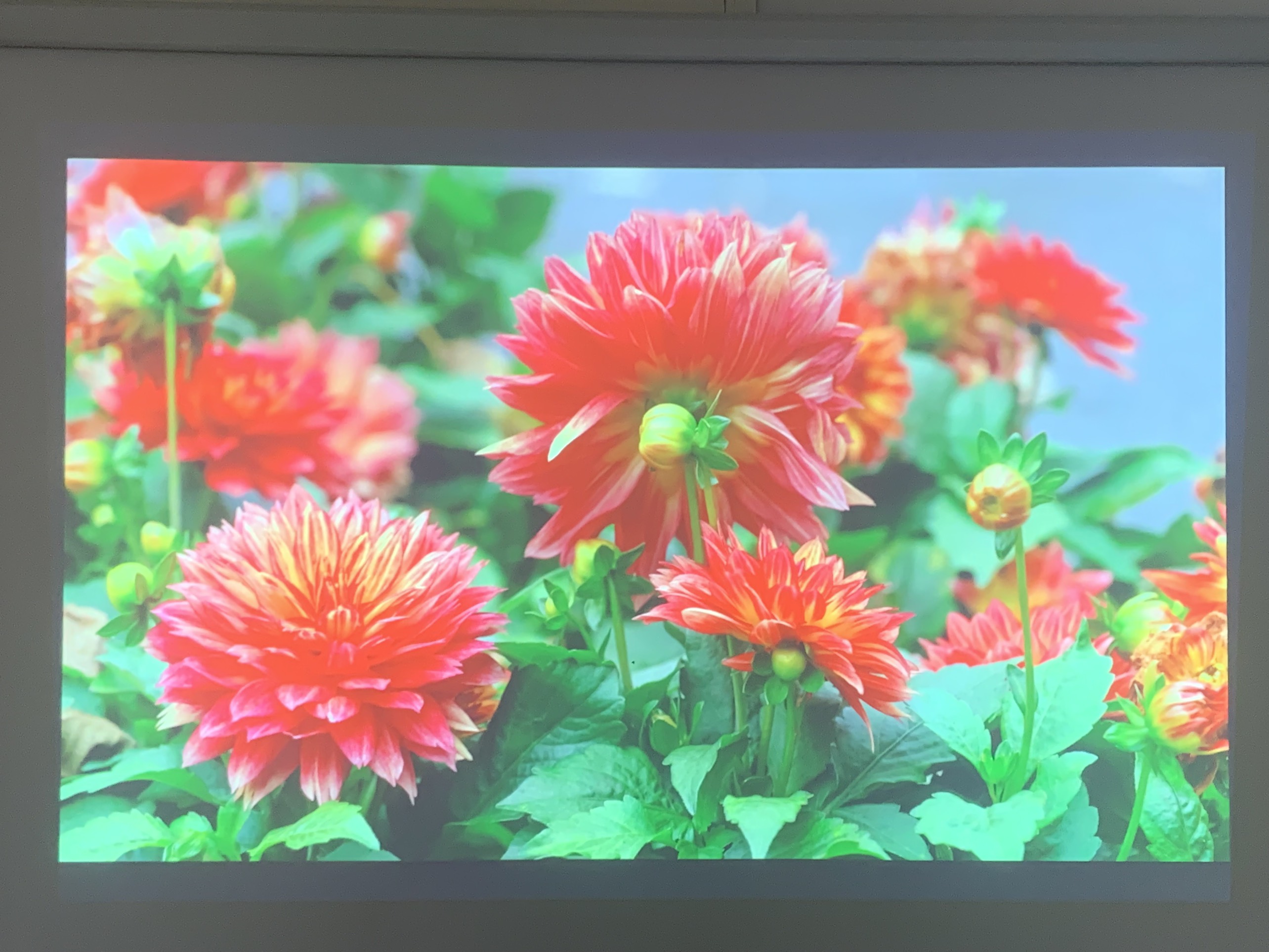 Máy chiếu cũ Epson EB-990U giá rẻ