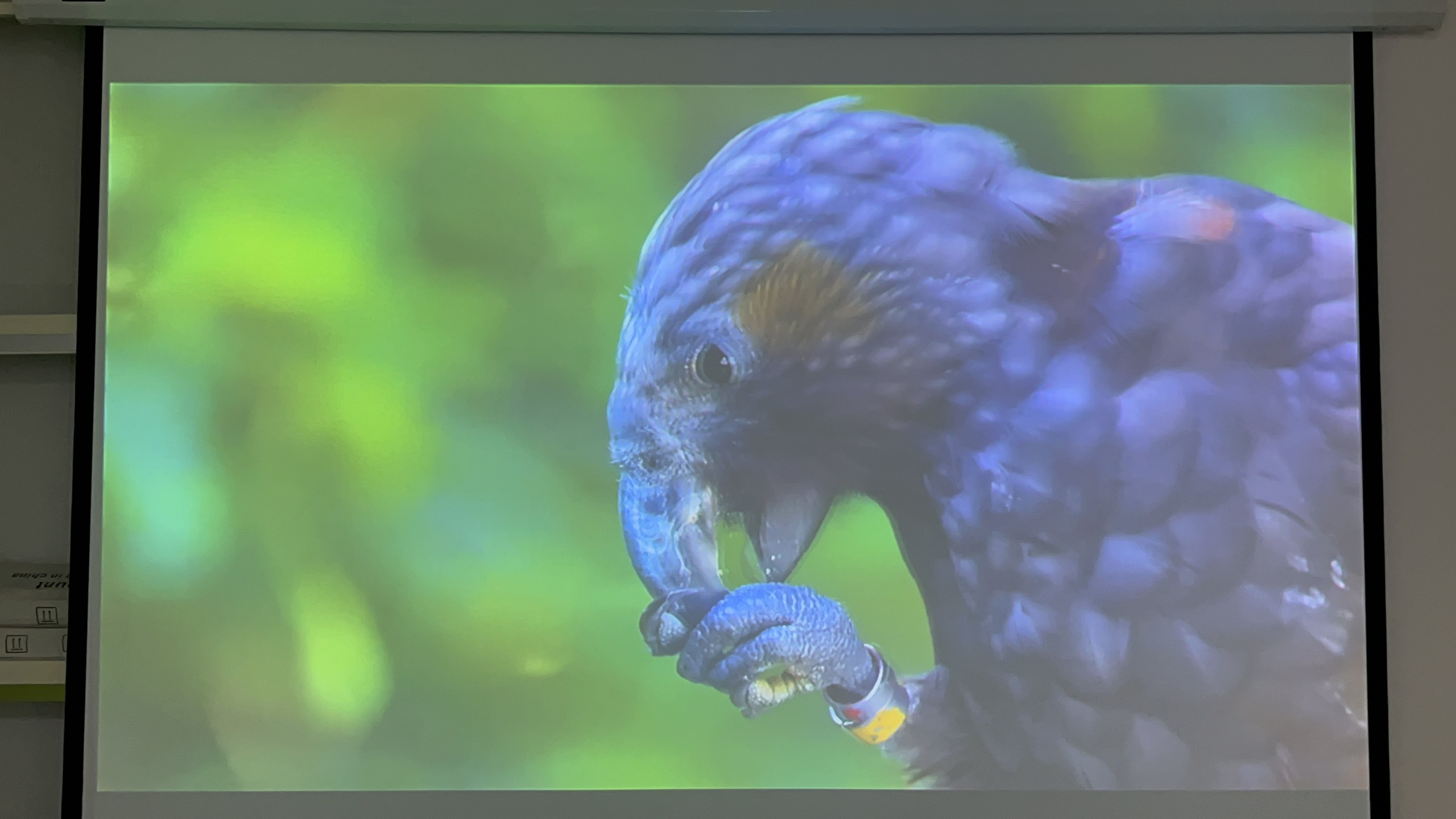 Máy chiếu cũ EPSON EB-900