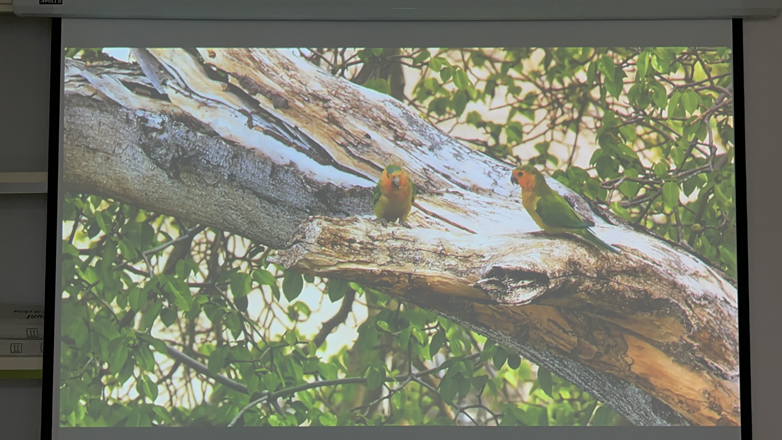 Máy chiếu cũ EPSON EB-900