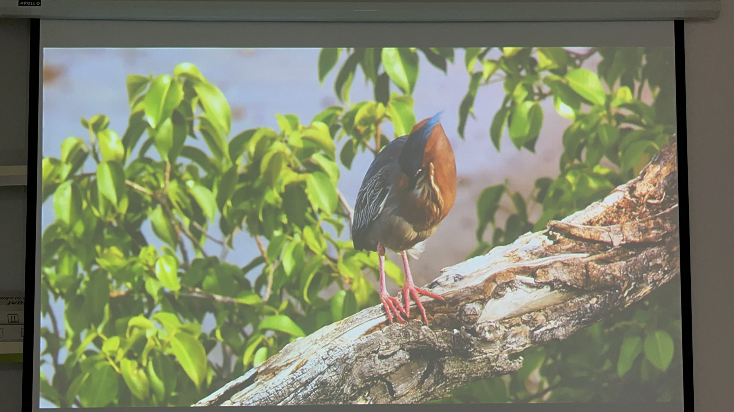 Máy chiếu cũ EPSON EB-900