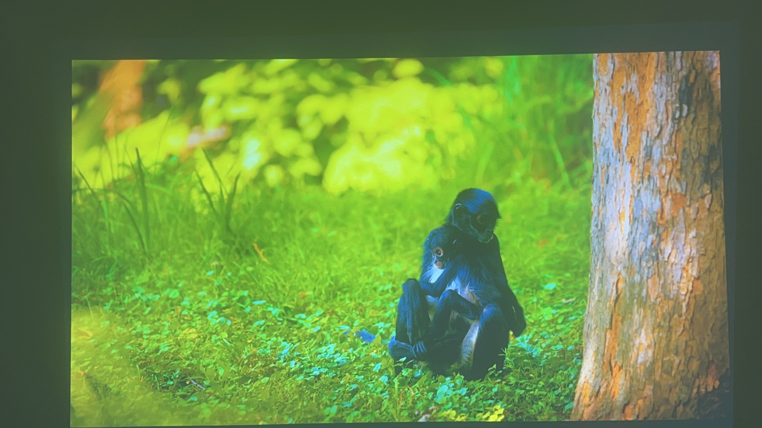 Máy chiếu cũ EPSON EB-U42