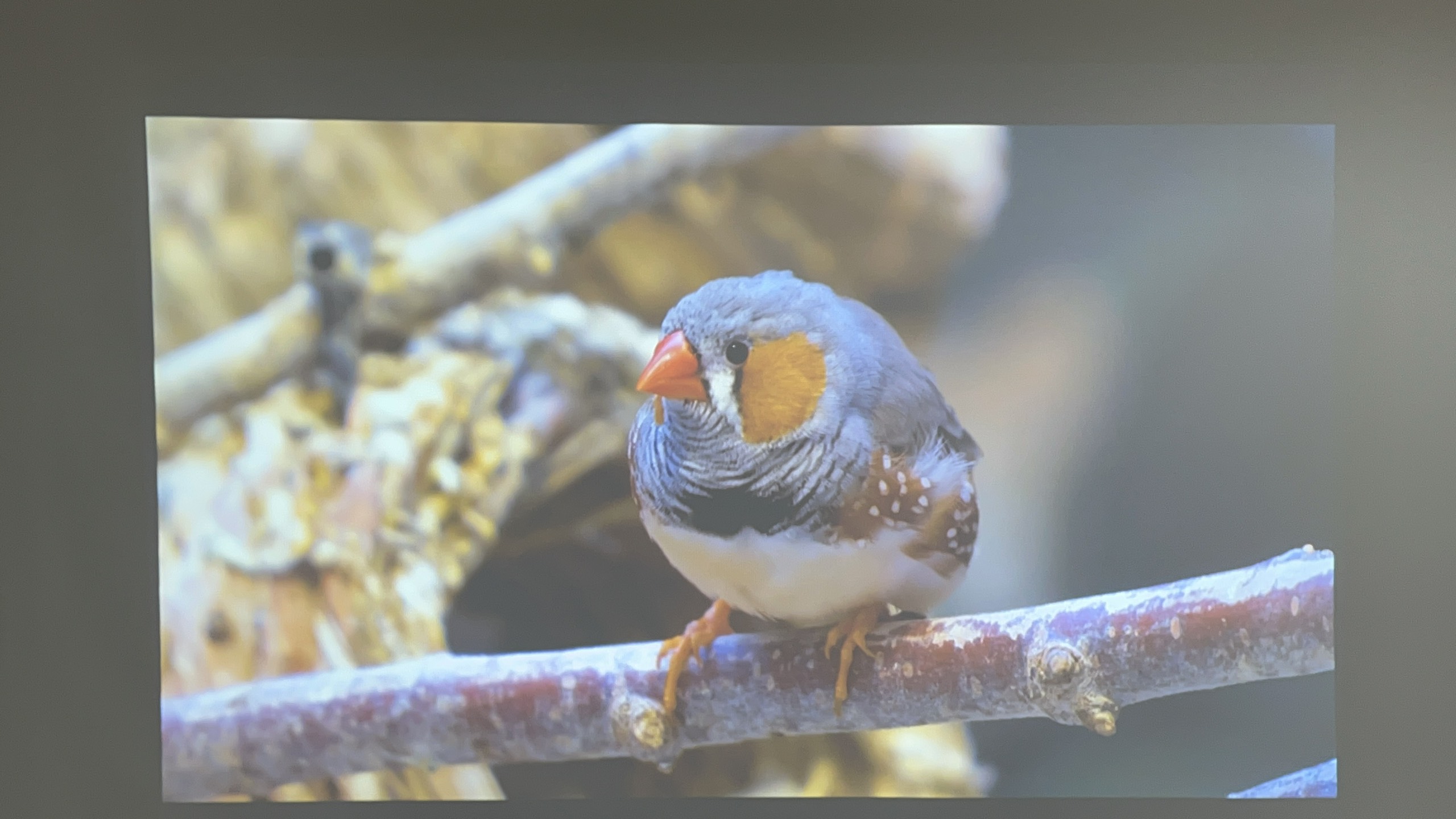 Máy chiếu cũ Panasonic PT-LB330J giá rẻ