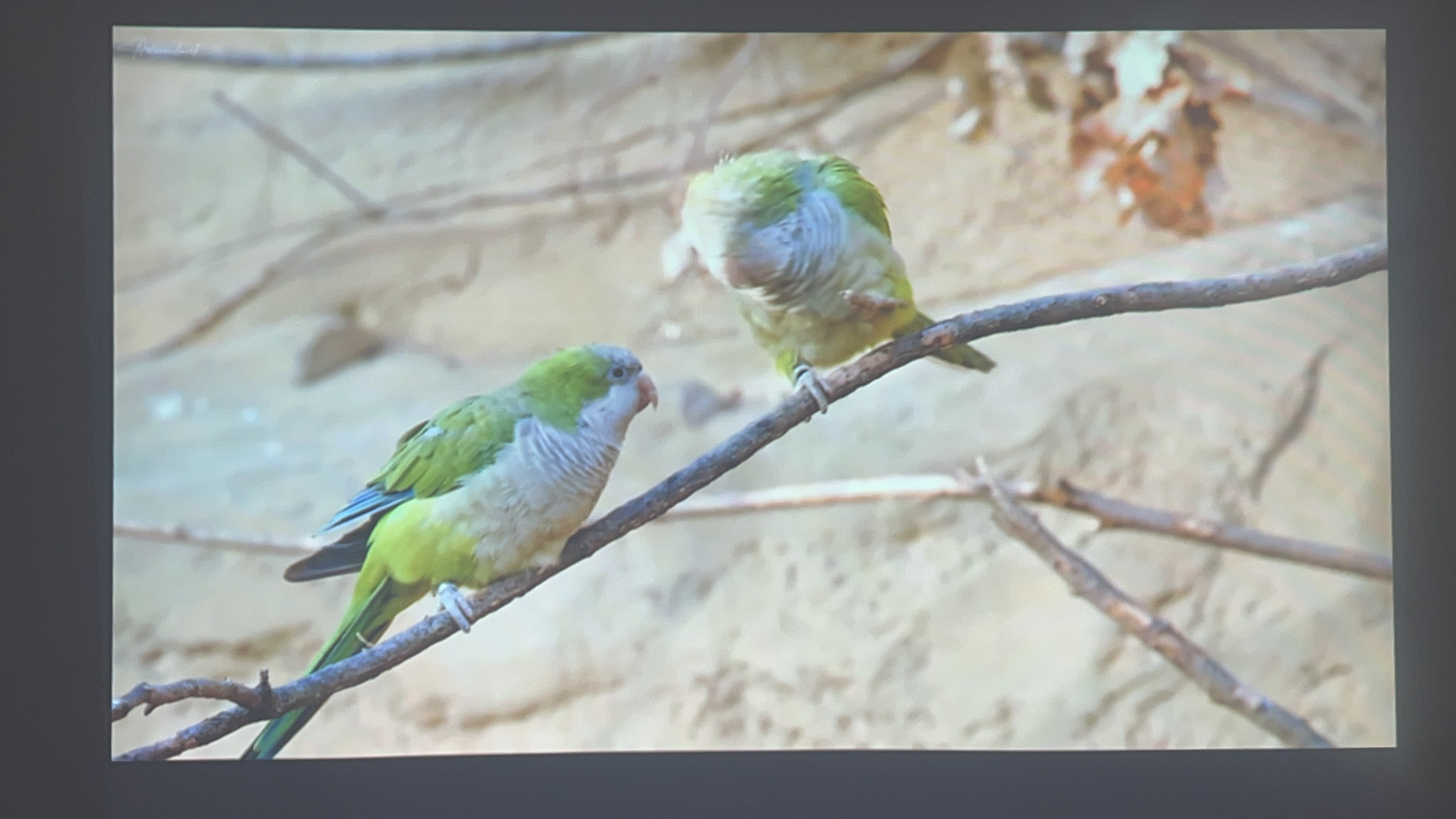 Máy chiếu cũ EPSON EB-X24