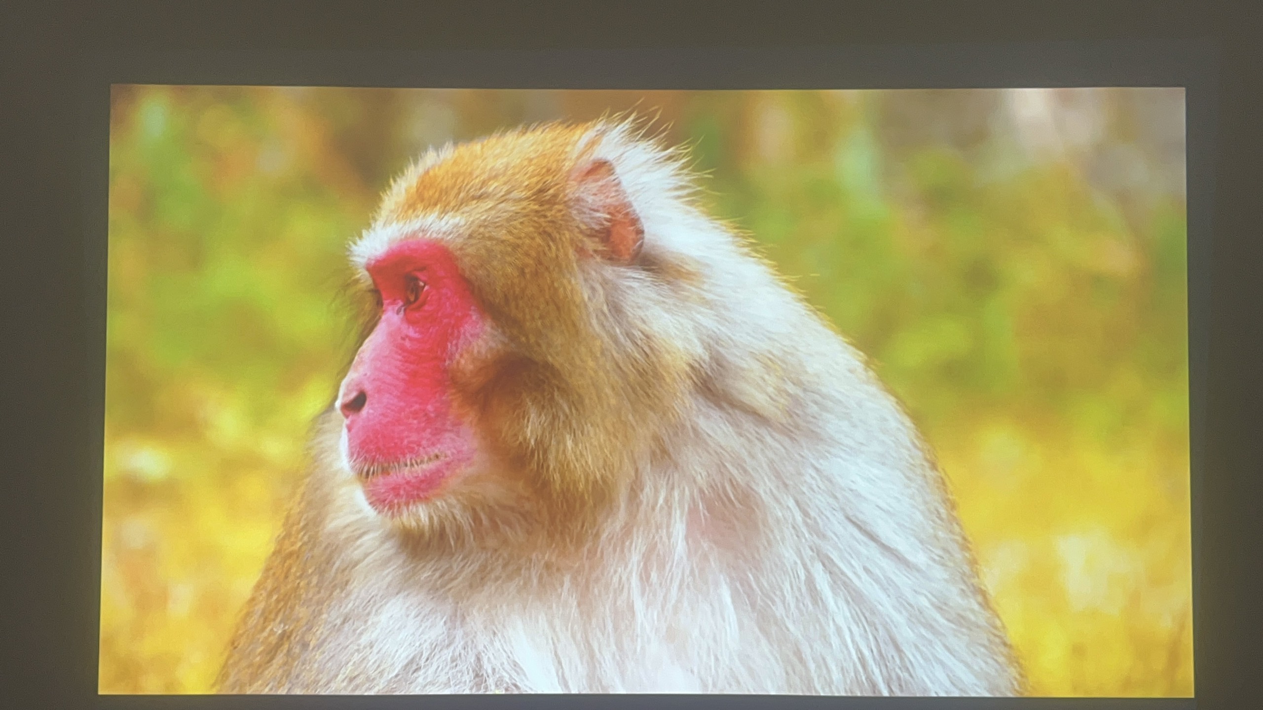 Máy chiếu cũ EPSON EB-U42