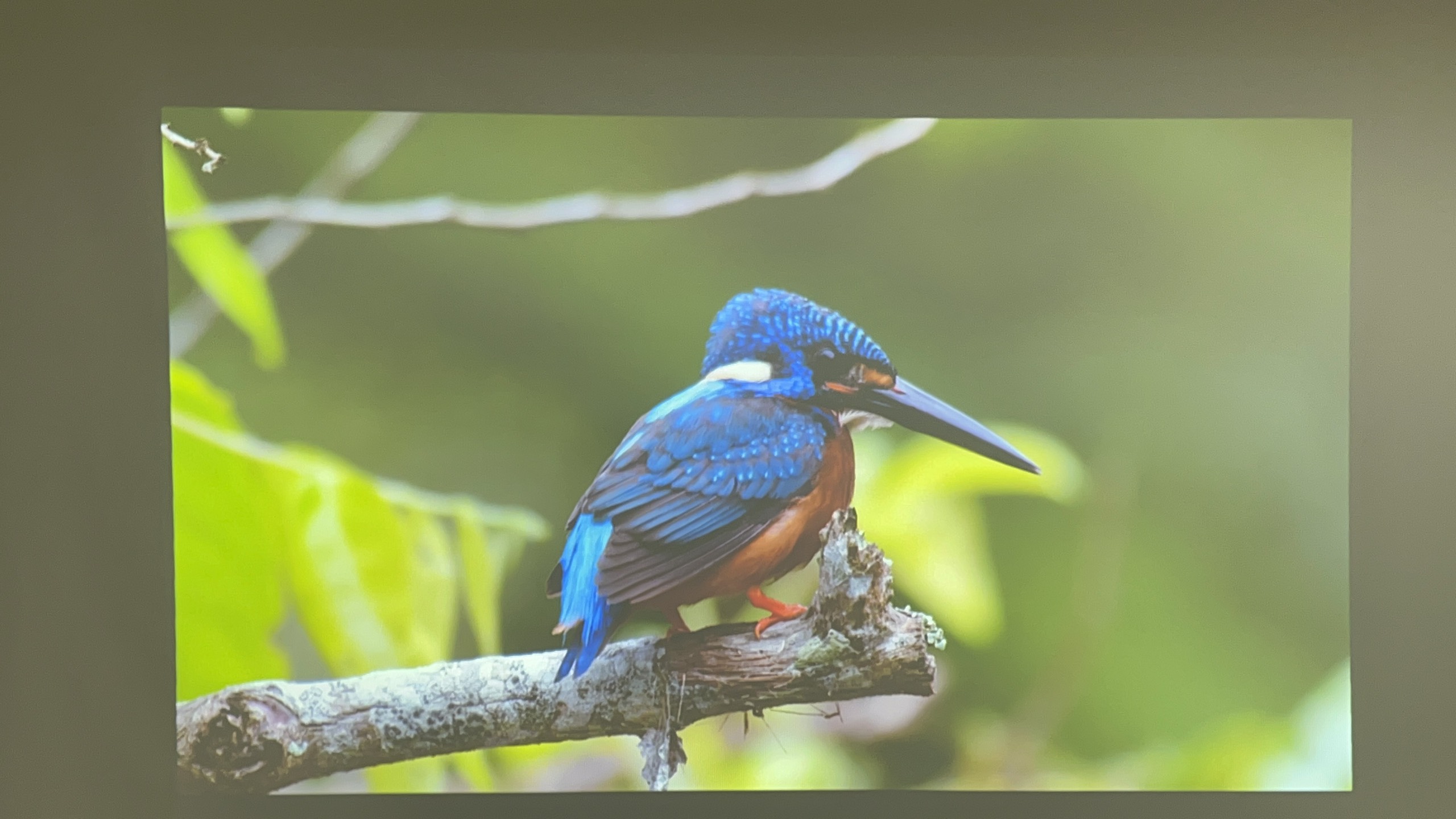 Máy chiếu cũ Panasonic PT-LB330J giá rẻ