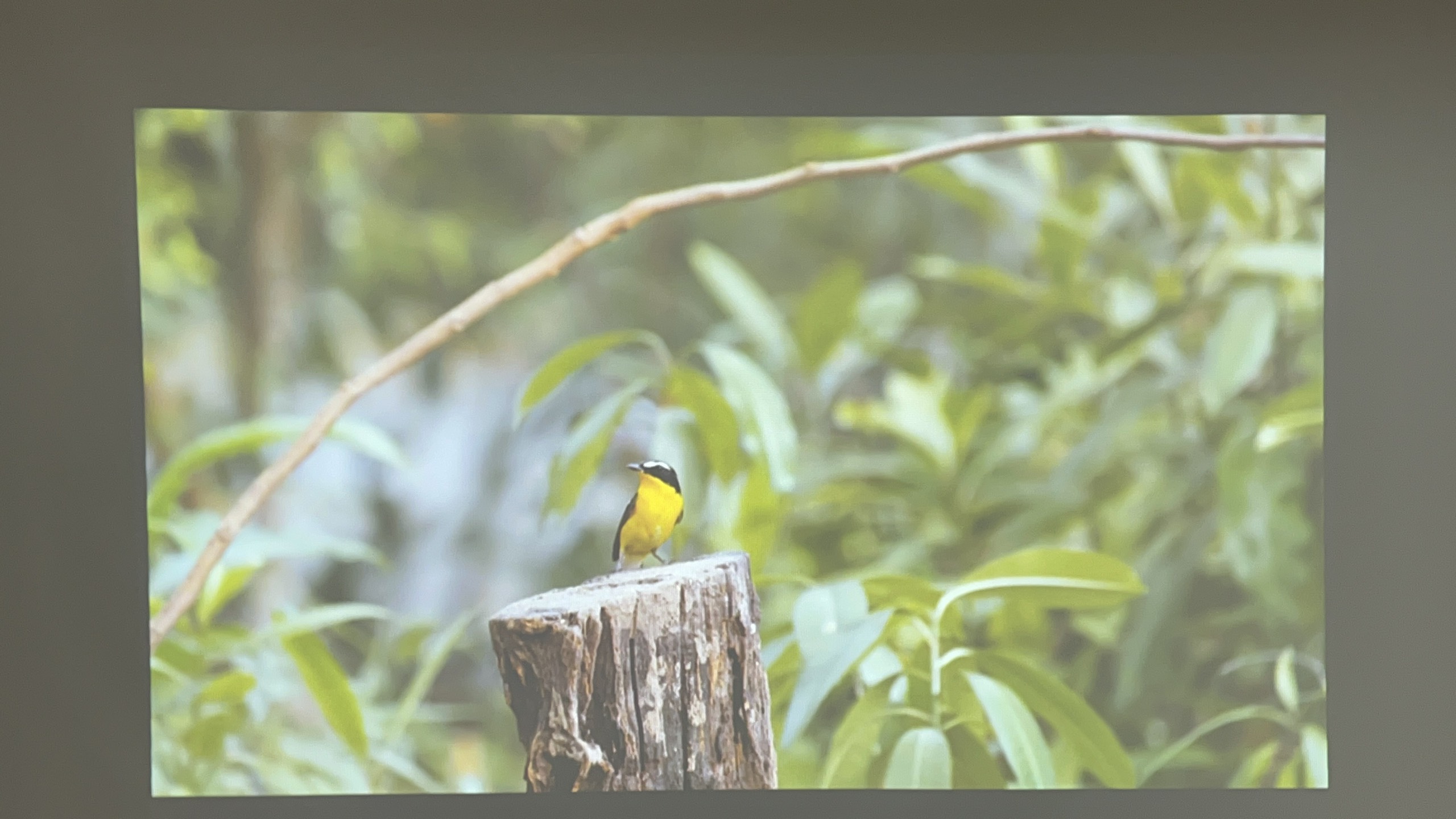 Máy chiếu cũ Panasonic PT-LB330J giá rẻ