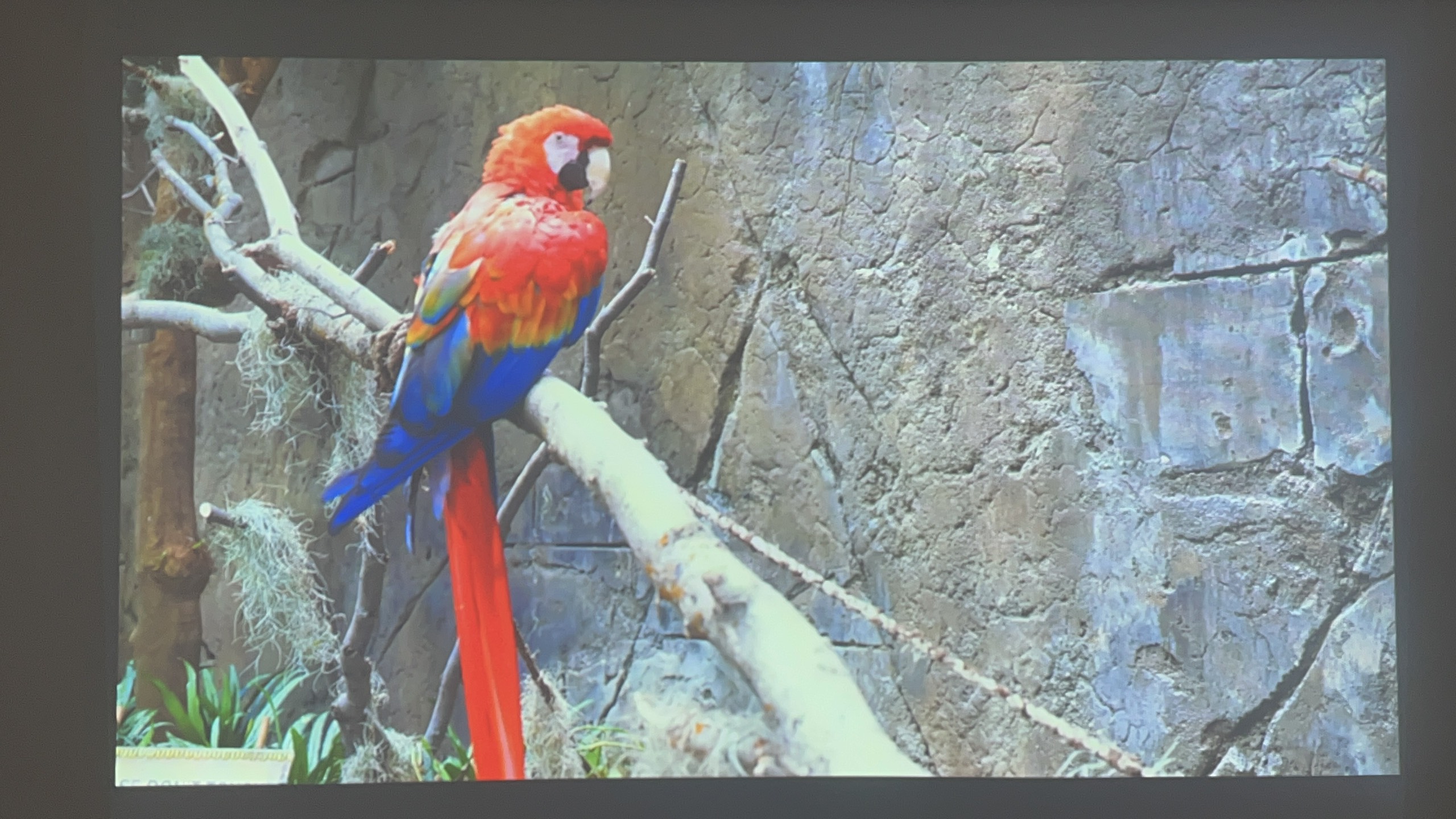 Máy chiếu cũ EPSON EB-X24