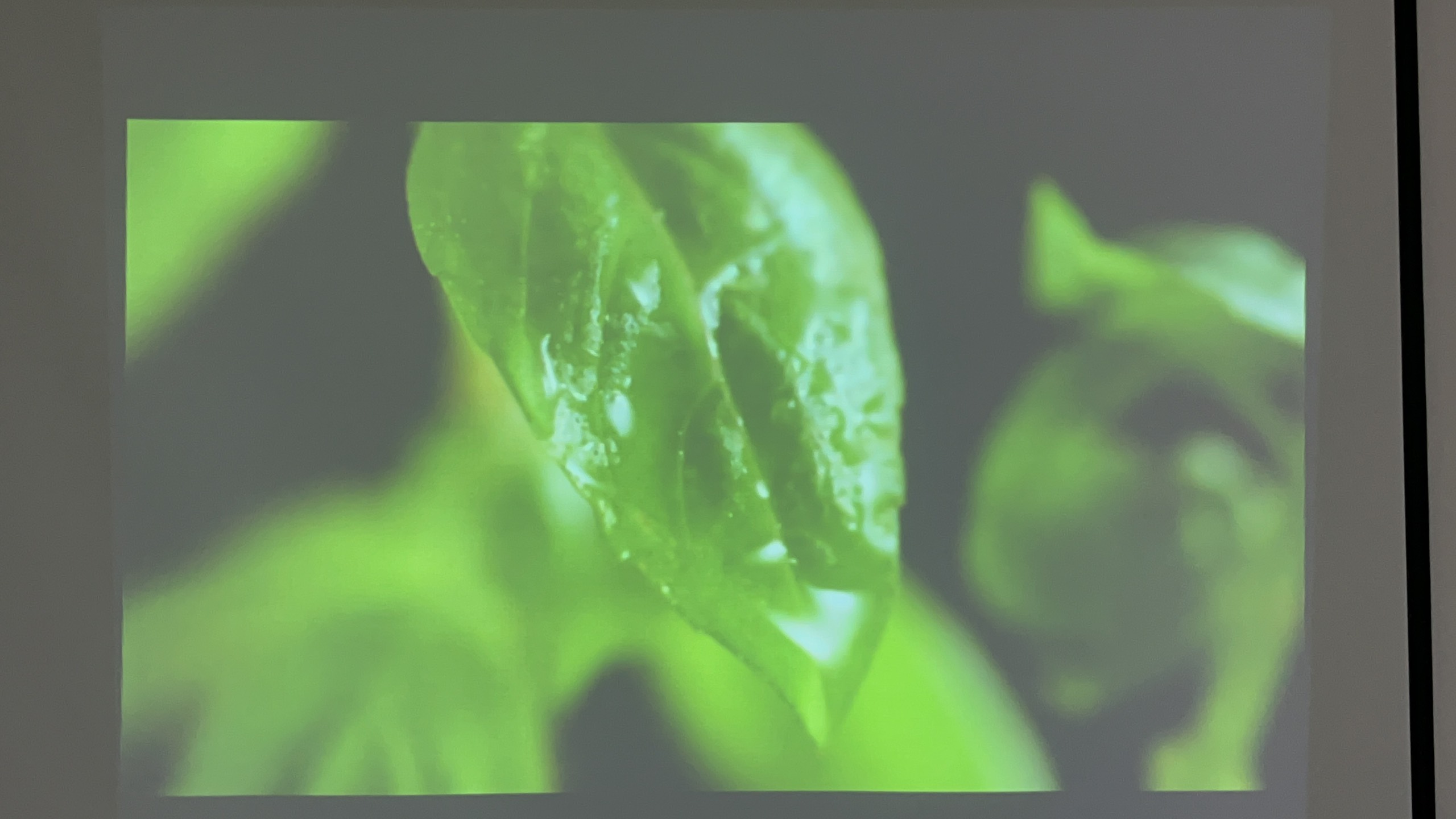 Máy chiếu cũ EPSON EB-S18 giá rẻ