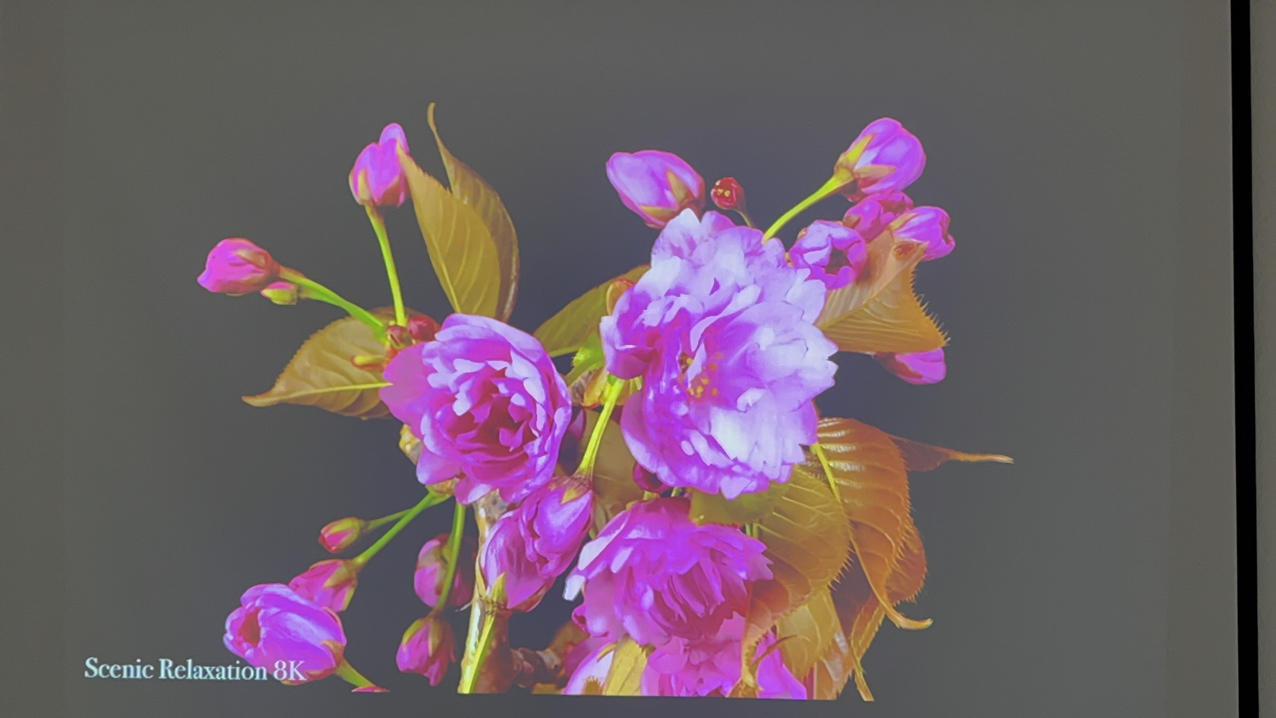 Máy chiếu cũ Panasonic PT-FX400 giá rẻ