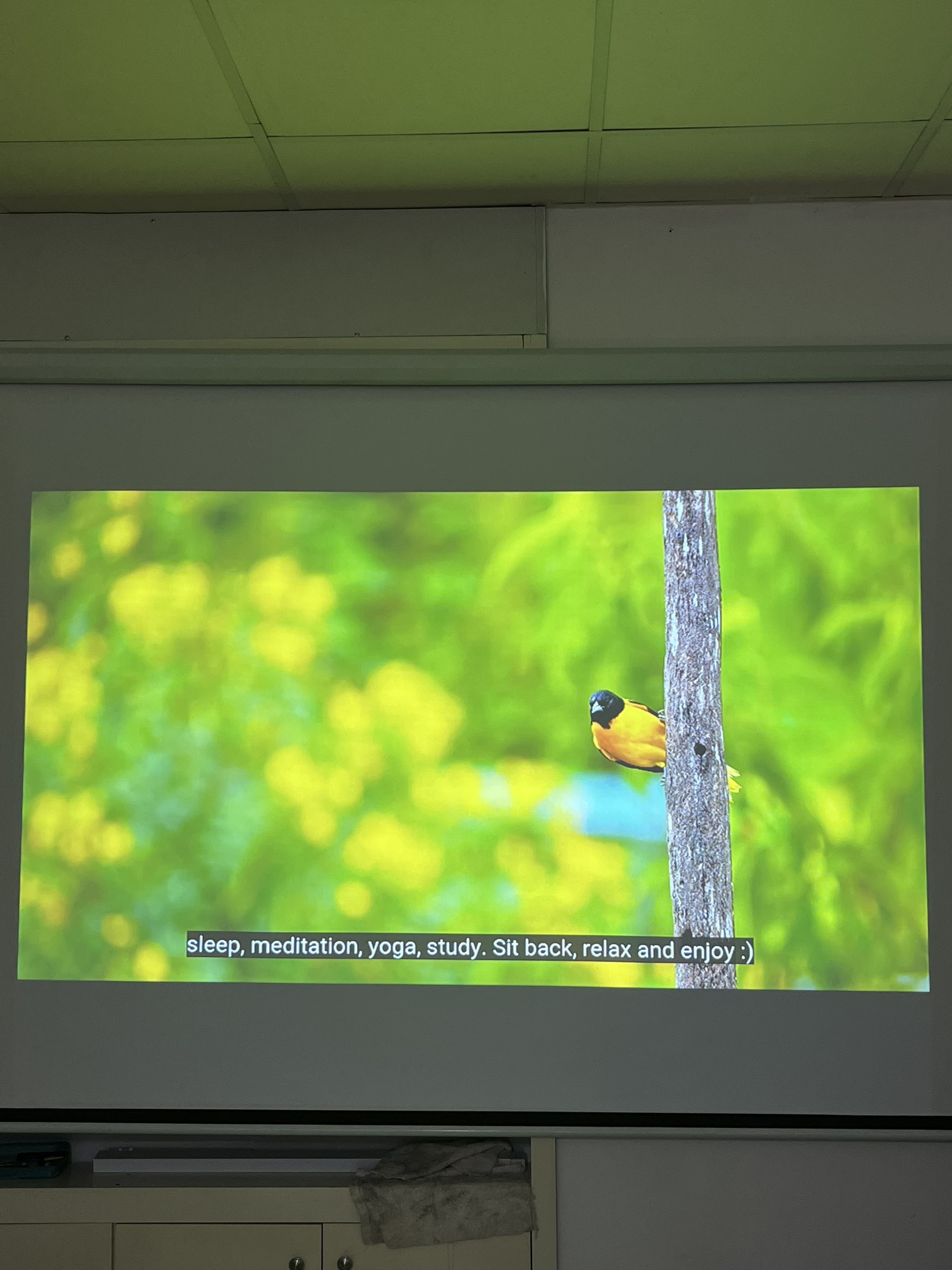 Máy chiếu cũ Panasonic PT-FX400 giá rẻ